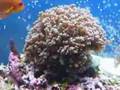 Frogspawn Torch Coral and Starburst
