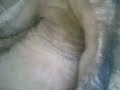 strang animal in suda arbia
