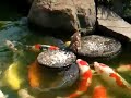 Un caneton nourrit les carpes de son bassin Un caneton nourrit les carpes de son bassin