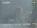 Tiger kills lion. (High Quality)