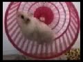 Funny Mouse Funny Mouse