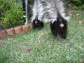 Baby striped skunks stomp, scoot, handstand, Animal Advocates, Mary Cummins