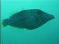 Scrawled Filefish Scrawled Filefish