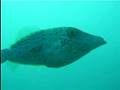 Scrawled Filefish
