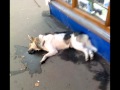 yago - der sch�ferhund