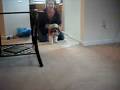 videos de Maggie the shih tzu puppy, in a wheelbarrow race