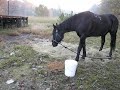 Day 247 Horseshoes