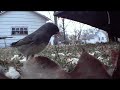 Junco gets close