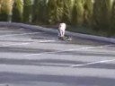 dog on sketeboard