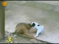 What a Small Dick!