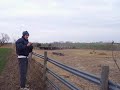 Cattle Drive Zongker Style