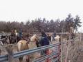 Cattle Drive Zongker Style