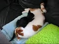 Squished cat