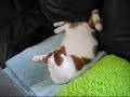Squished cat