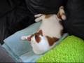 Squished cat