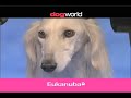 Ep 1 – What Makes a World Class Show Dog?