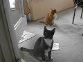 jinxy cedrika foraker and her brother simba