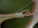 BIO 140_Cross Section of Ear