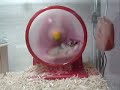 Gerbil VTEC