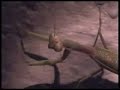 Praying Mantis