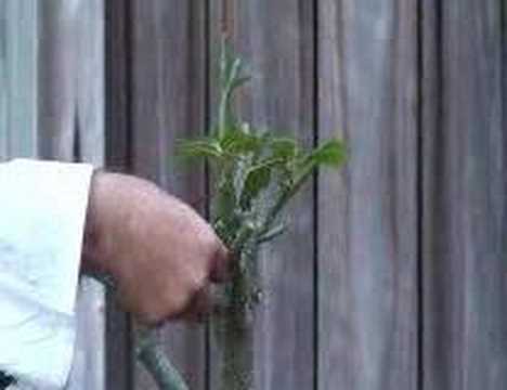 how to grow adenium from cutting