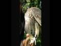 videos de cuidar