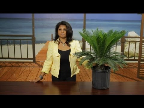 how to transplant sago palm