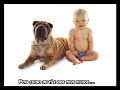 Pedido dos animais