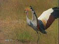African Crowned Crane - doing the bob African Crowned Crane - doing the bob
