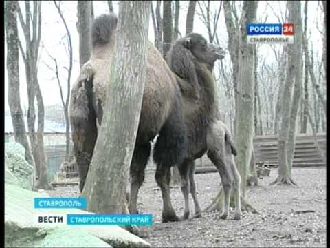 Верблюжонок СГТРК Верблюжонок СГТРК