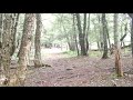 櫛形山 カモシカ　2019 6 16