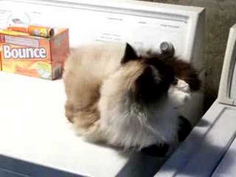 birman
