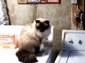 Soji, the Birman, Rolls around and meows