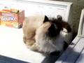 Soji, the Birman, Rolls around and meows
