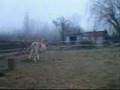 un vidéo de cheval!!