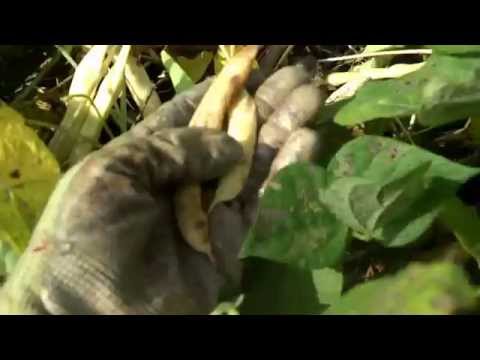 how to harvest black eyed beans