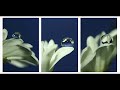 Roger Eno - Fleeting Smile Roger Eno - Fleeting Smile