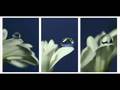 Roger Eno - Fleeting Smile