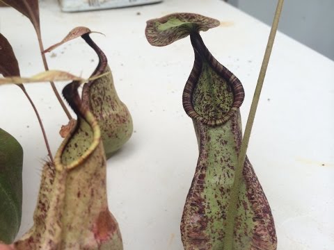 how to fertilize nepenthes