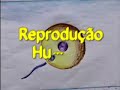 Reprodução Humana
