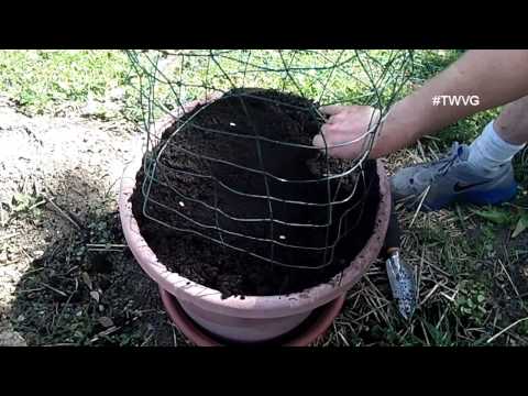 how to grow melons