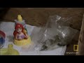 Border Wars: Contraband Highway : WED SEP 8 9P et/pt : channel.nationalgeographic.com The police get word of a stash house used by the drug cartels and rush to the scene to recover illegal narcotics.