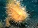 hairy clam