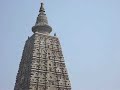 More peace and tranquility from the actual bodhi tree where the Buddha attained nirvana over 2000 years ago - More nirvana in Bodhgaya