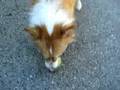 kaley corgi gets a bath and plays ball ( sept 5 08)