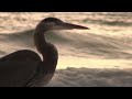 Great Blue Heron During Sunset At Seaside, Florida