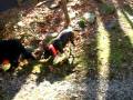 videos de Maggie and Pokie