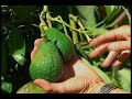 Avocado Harvest