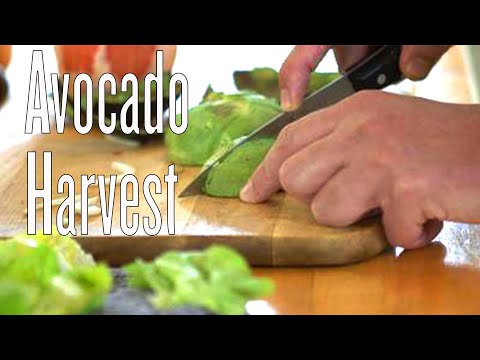 how to tell when to harvest avocados