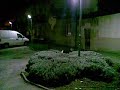 filmati-stupidi-agmla.html